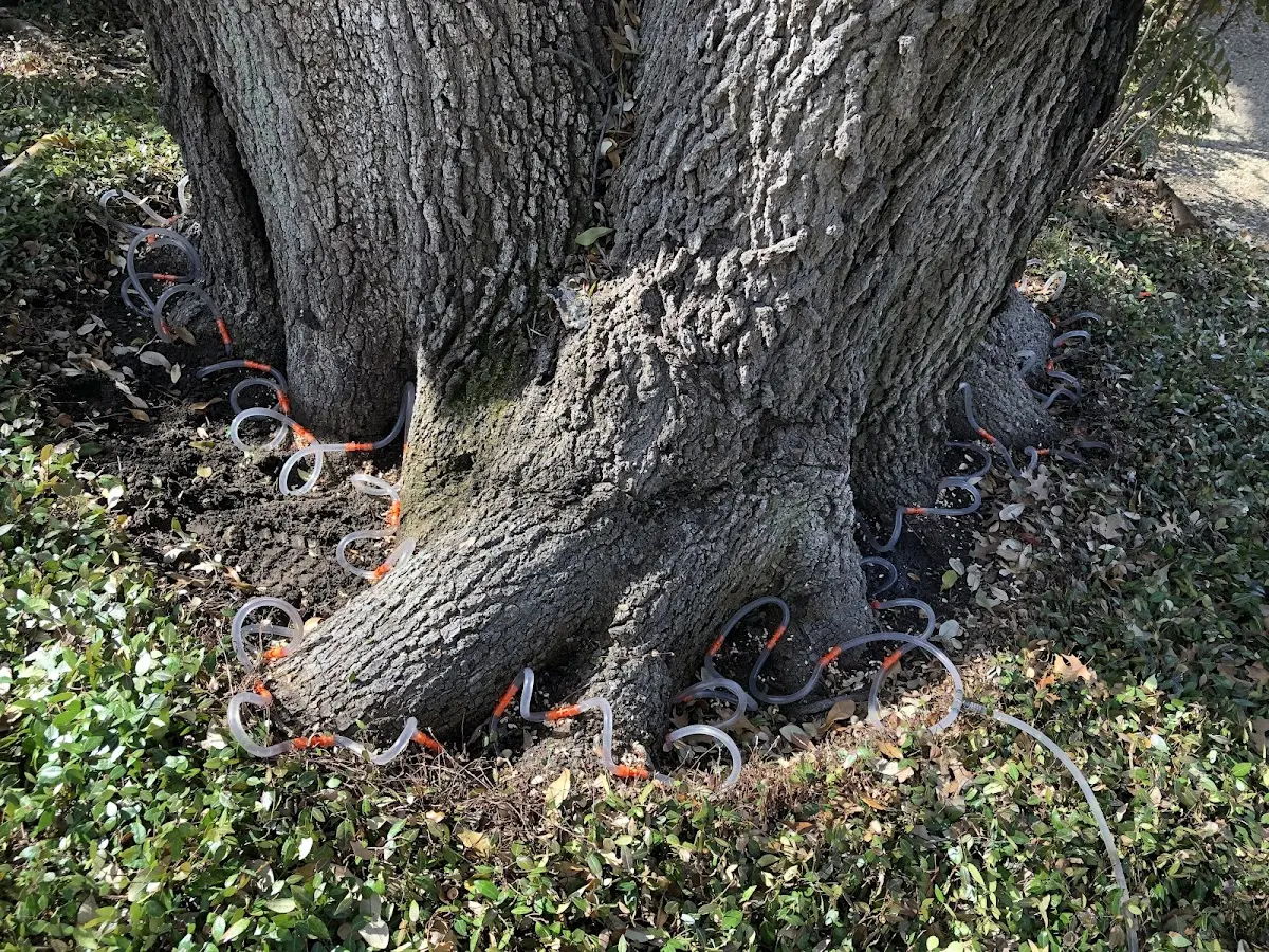 Detailed Tree Cabling and Bracing job site in Quecreek