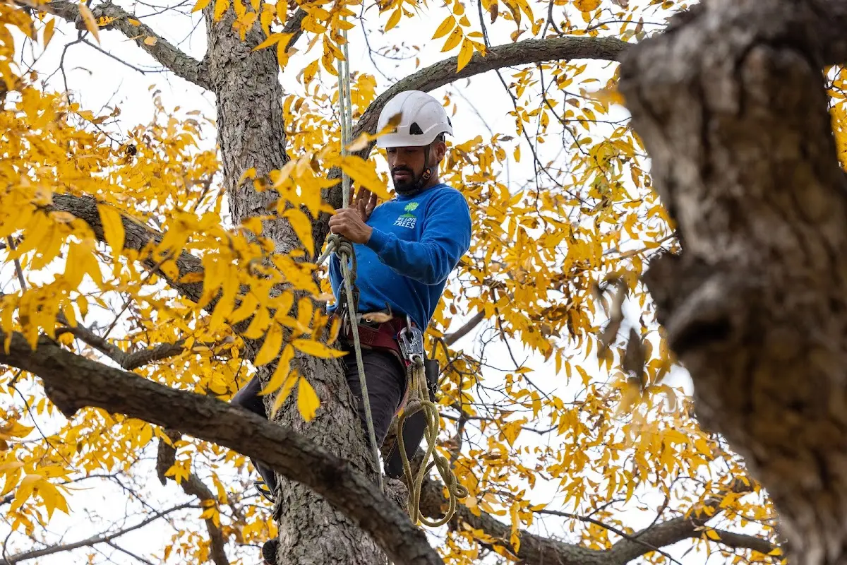 Skilled Tree Pruning crew working in Quecreek