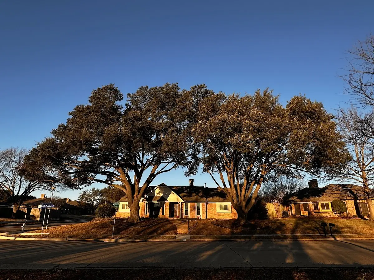 Established residential canopy tree shading a home in Quecreek